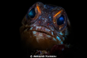 Jawfish by Aleksandr Marinicev 